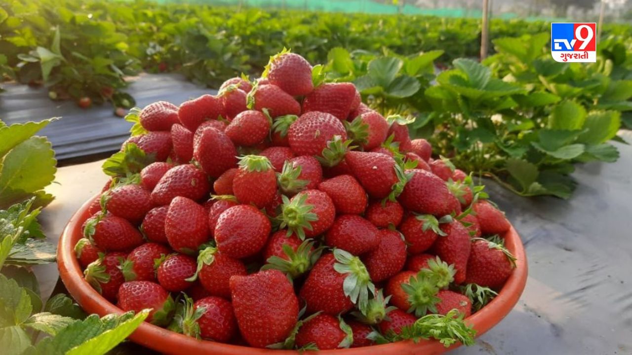 Dang : કુદરતી સૌંદર્ય જ નહીં હવે તો Strawberry સાપુતારાની ઓળખ બનશે, જાણો કઈ રીતે?