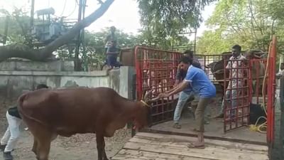 ભરૂચમાં રખડતાં પશુઓની સમસ્યા હલ કરવા પાલિકાએ ઝુંબેશ ઉપાડી, જુઓ વિડીયો ભરૂચમાં રખડતાં પશુઓની સમસ્યા હલ કરવા પાલિકાએ ઝુંબેશ ઉપાડી, જુઓ વિડીયો