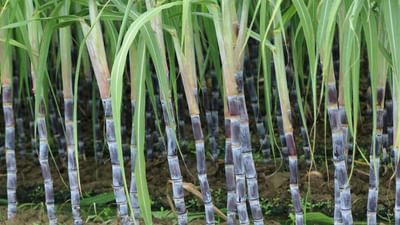 સુરત વીડિયો : ઓલપાડ કાંઠા સુગરના ચેરમેને રાજીનામુ આપતા સહકારી ક્ષેત્રે હડકંપ મચ્યો