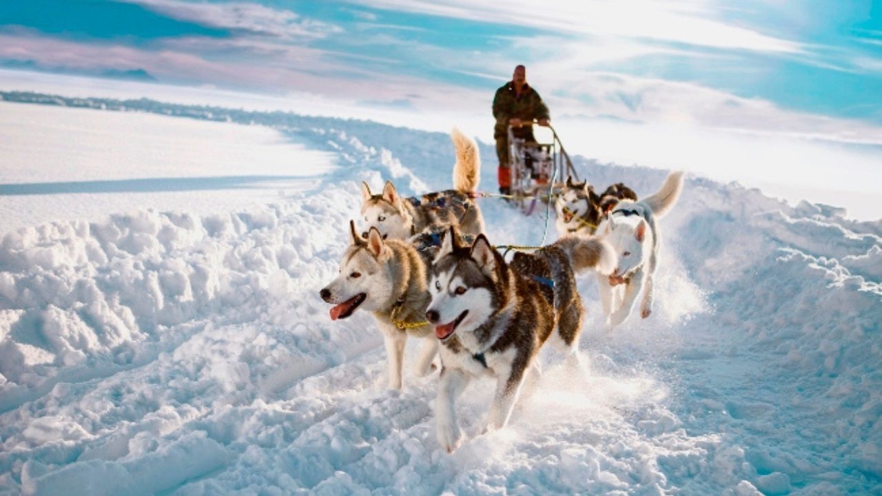 ડોગ સ્લેજ: સ્વીડનમાં, લોકો શિયાળા દરમિયાન કૂતરાઓ પર સવારી કરે છે કારણ કે રસ્તાઓ બરફથી ઢંકાઈ જાય છે. 