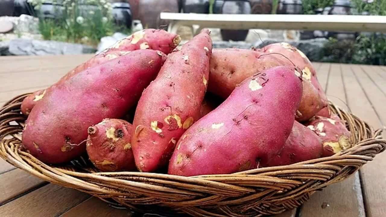 જો તમે તમારા આહારમાં શક્કરિયાનો સમાવેશ કરો છો તો તેનાથી કેન્સર જેવી જીવલેણ બીમારીઓનું જોખમ ઓછું થાય છે. કારણ કે તેમાં કેન્સર વિરોધી ગુણો જોવા મળે છે, જે કેન્સરના કોષોને વધતા અટકાવવામાં મદદ કરે છે.