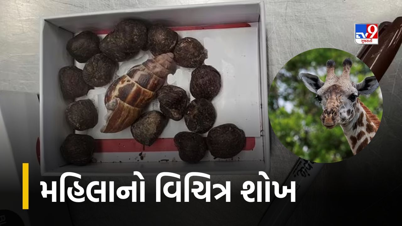 Kenya News : આ તો કેવો શોખ ! નેકલેસ બનાવવા માટે કેન્યાથી જિરાફનું મળ લાવી મહિલા, કસ્ટમના હાથે પકડાતાં થયો ચોંકાવનારો ખુલાસો 