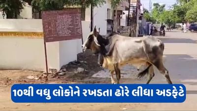 સુરેન્દ્રનગર: શહેરમાં જોવા મળ્યો રખડતા ઢોરનો આતંક, 10થી વધુ લોકોને કર્યા ઈજાગ્રસ્ત
