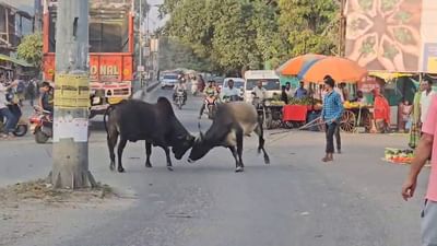 વીડિયો: છોટાઉદેપુરમાં રસ્તા પર આખલા યુદ્ધ, રાહદારીઓના જીવ તાળવે ચોંટ્યા