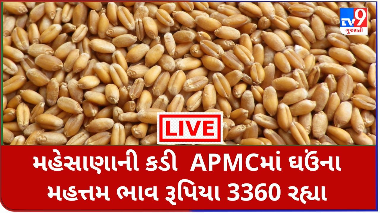 Mandi : મહેસાણાની કડી APMCમાં ઘઉંના મહત્તમ ભાવ રૂપિયા 3360 રહ્યા, જાણો જુદા-જુદા પાકના ભાવ