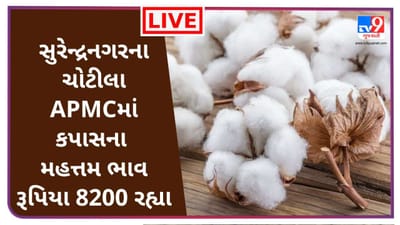 સુરેન્દ્રનગરના ચોટીલા APMCમાં કપાસના મહત્તમ ભાવ રૂપિયા 8200 રહ્યા, જાણો જુદા-જુદા પાકના ભાવ સુરેન્દ્રનગરના ચોટીલા APMCમાં કપાસના મહત્તમ ભાવ રૂપિયા 8200 રહ્યા, જાણો જુદા-જુદા પાકના ભાવ