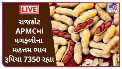 રાજકોટ APMCમાં મગફળીના મહત્તમ ભાવ રૂપિયા 7350 રહ્યા, જાણો જુદા-જુદા પાકના ભાવ