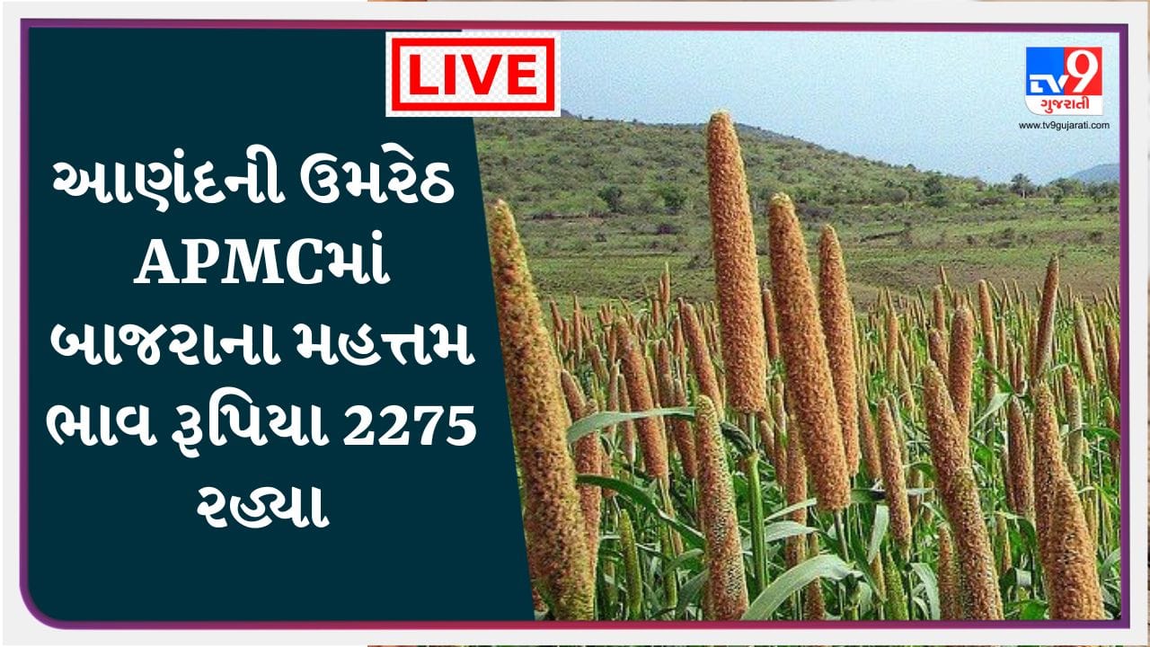 Mandi : આણંદની ઉમરેઠ APMCમાં બાજરાના મહત્તમ ભાવ રૂપિયા 2275 રહ્યા, જાણો જુદા-જુદા પાકના ભાવ