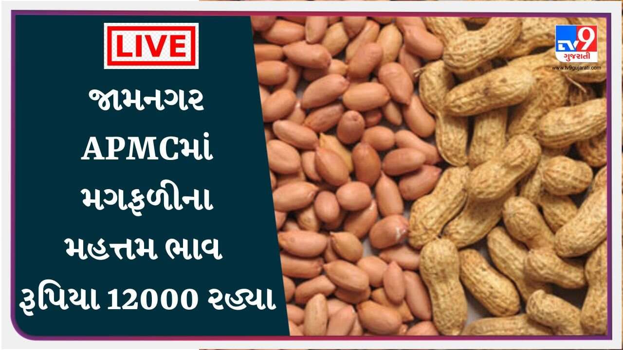 જામનગર APMCમાં મગફળીના મહત્તમ ભાવ રૂપિયા 12000 રહ્યા, જાણો જુદા-જુદા પાકના ભાવ