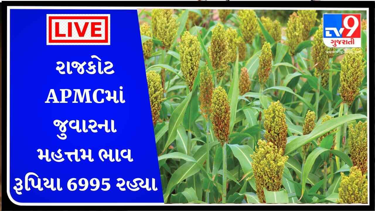 રાજકોટ APMCમાં જુવારના મહત્તમ ભાવ રૂપિયા 6995 રહ્યા, જાણો જુદા-જુદા પાકના ભાવ