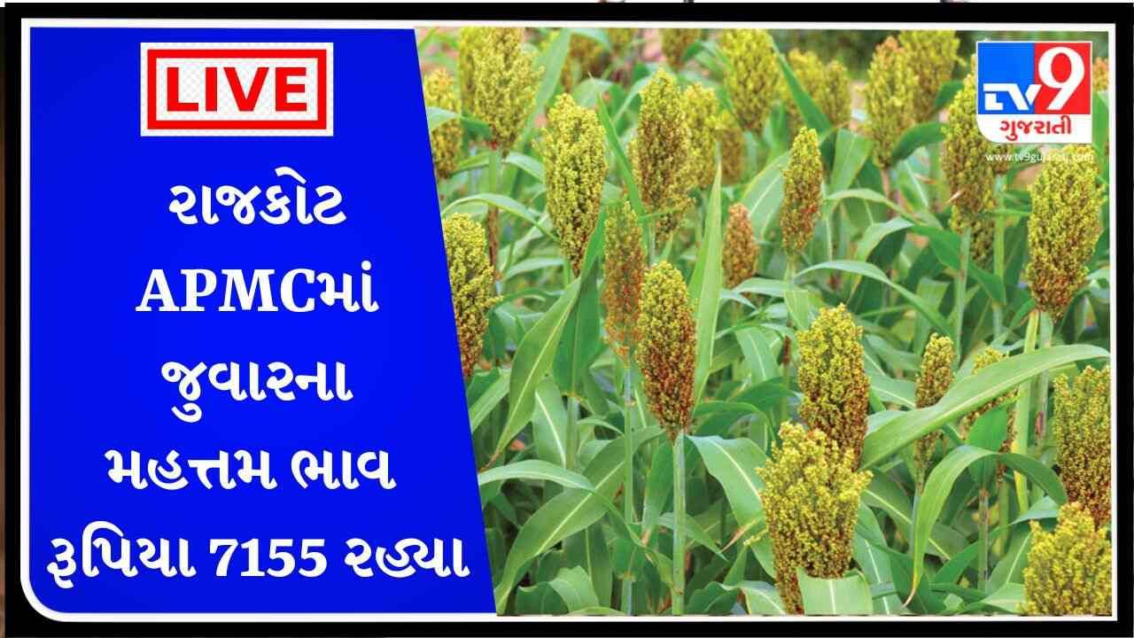 રાજકોટ APMCમાં જુવારના મહત્તમ ભાવ રૂપિયા 7155 રહ્યા, જાણો જુદા-જુદા પાકના ભાવ