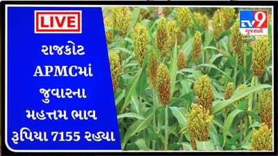 રાજકોટ APMCમાં જુવારના મહત્તમ ભાવ રૂપિયા 7155 રહ્યા, જાણો જુદા-જુદા પાકના ભાવ રાજકોટ APMCમાં જુવારના મહત્તમ ભાવ રૂપિયા 7155 રહ્યા, જાણો જુદા-જુદા પાકના ભાવ
