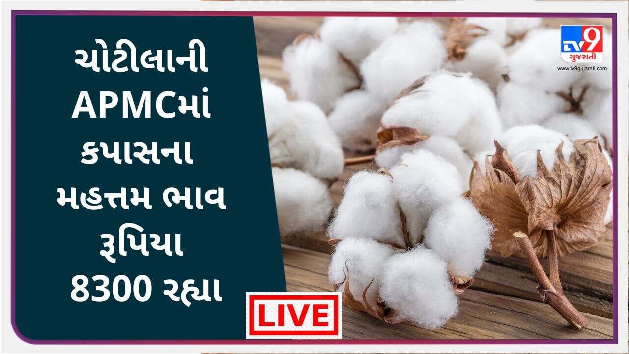 Mandi : ચોટીલાની APMCમાં કપાસના મહત્તમ ભાવ રૂપિયા 8300 રહ્યા, જાણો જુદા-જુદા પાકના ભાવ