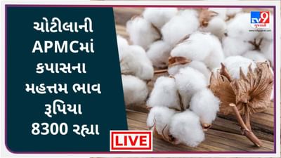 Mandi : ચોટીલાની APMCમાં કપાસના મહત્તમ ભાવ રૂપિયા 8300 રહ્યા, જાણો જુદા-જુદા પાકના ભાવ Mandi : ચોટીલાની APMCમાં કપાસના મહત્તમ ભાવ રૂપિયા 8300 રહ્યા, જાણો જુદા-જુદા પાકના ભાવ