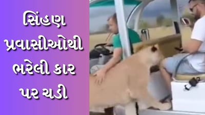 સિંહણ પર્યટકોની કારમાં ચઢી ગઈ, જંગલ સફારી દરમિયાન જોવા મળ્યો ડરામણો નજારો, જુઓ વીડિયો