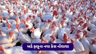 આયોવા: ત્રણ ડક ફાર્મ અને એક કોમર્શિયલ ચિકન ફ્લોક્સમાં જીવલેણ બર્ડ ફ્લૂના નવા કેસ નોંધાયા