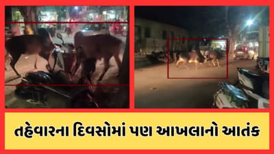 દેવભૂમિ દ્વારકા : ખંભાળિયામાં મહાપ્રભુજીની બેઠક પાસે રોડ પર બે આખલા બાખડ્યા, જુઓ વીડિયો