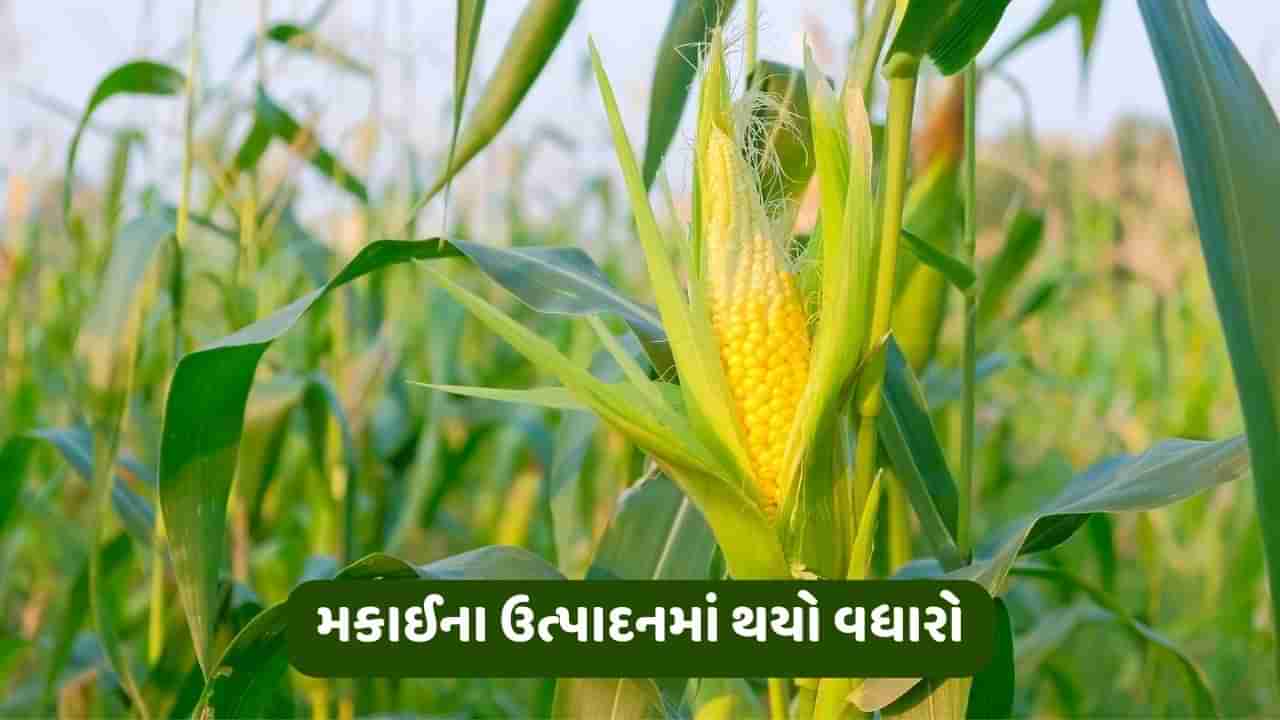 આયોવા: દુષ્કાળ અને ઉનાળામાં વધારે ગરમી હોવા છતા મકાઈના ઉત્પાદનમાં થયો વધારો, એક એકરે 200 બુશેલ મળી ઉપજ