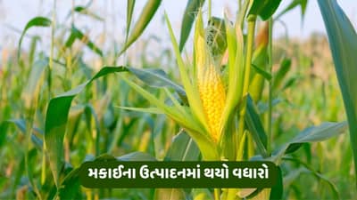 આયોવા: દુષ્કાળ અને ઉનાળામાં વધારે ગરમી હોવા છતા મકાઈના ઉત્પાદનમાં થયો વધારો, એક એકરે 200 બુશેલ મળી ઉપજ