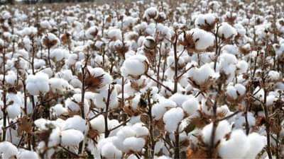 કપાસમાં ગુલાબી ઈયળનો ઉપદ્રવ જોવા મળે તો ખેડૂતો પાકના બચાવ માટે કરો આ ઉપાય