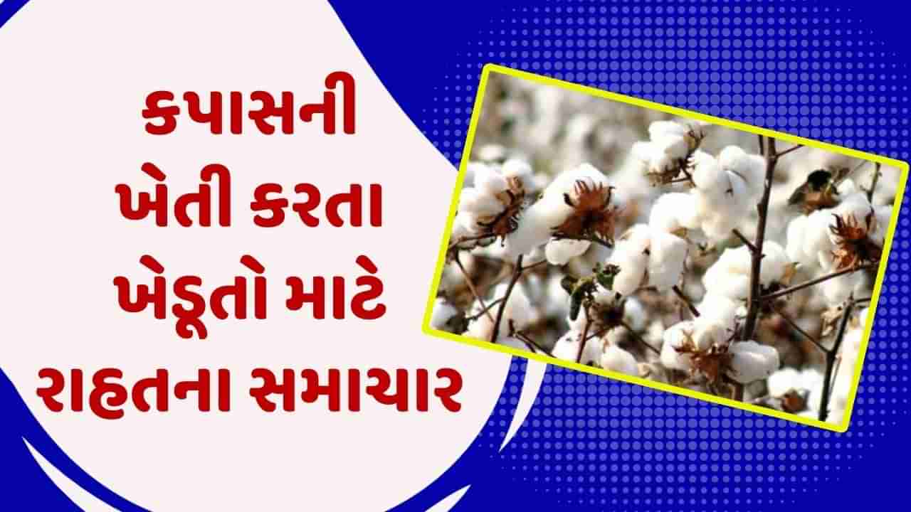 કપાસની ખેતી કરતા ખેડૂતો માટે રાહતના સમાચાર, રોગ-જીવાતના નિયંત્રણ માટે સરકાર આપશે સબસિડી