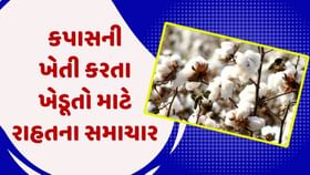 કપાસની ખેતી કરતા ખેડૂતો માટે રાહતના સમાચાર, સરકાર આપશે 4 હજાર રૂપિયા કપાસની ખેતી કરતા ખેડૂતો માટે રાહતના સમાચાર, સરકાર આપશે 4 હજાર રૂપિયા