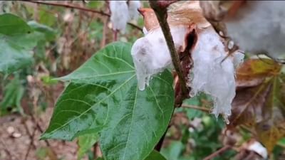 છોટાઉદેપુરમાં વરસાદ પડતા પાકને નુકસાન, ખેડૂતોએ સરકાર પાસે સહાયની કરી માગ