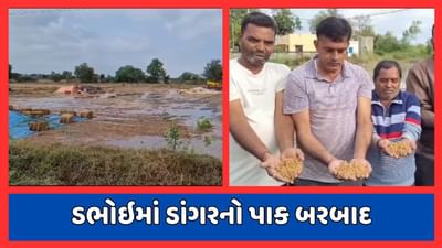 વડોદરા: ડભોઇમાં કમોસમી વરસાદે ખેડૂતો માટે વિકટ સ્થિતિ સર્જી, ડાંગરનો પાક બરબાદ, જુઓ વીડિયો