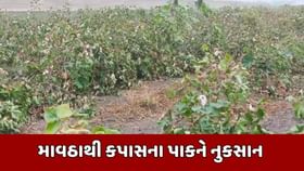 જૂનાગઢમાં પાક માટે વેરી બન્યુ માવઠું જૂનાગઢમાં પાક માટે વેરી બન્યુ માવઠું