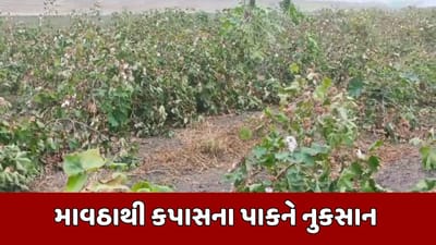 છોટા ઉદેપુર વીડિયો : કમોસમી વરસાદનું પાણી માર્કેટ યાર્ડમાં ઘૂસ્યુ, કપાસ પાણીથી તરબોળ થતા ભારે નુકસાન છોટા ઉદેપુર વીડિયો : કમોસમી વરસાદનું પાણી માર્કેટ યાર્ડમાં ઘૂસ્યુ, કપાસ પાણીથી તરબોળ થતા ભારે નુકસાન