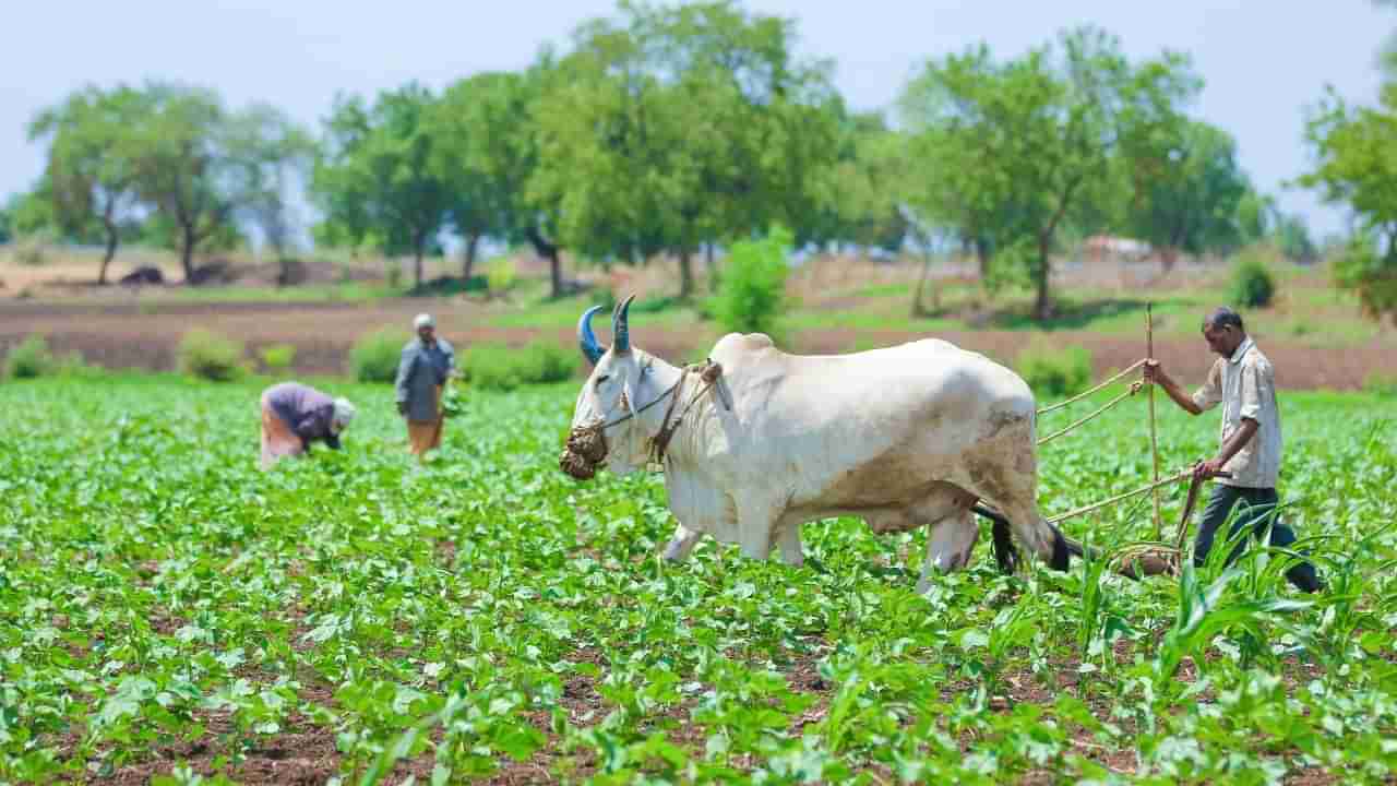 કૃષિ સલાહ: ખેડૂતોએ જુદા-જુદા પાકમાં આ બાબતોનું રાખવું જોઈએ ધ્યાન, પાક ઉત્પાદનમાં થશે વધારો