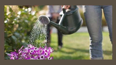 હવામાન ગમે તે હોય, માણસોની જેમ છોડને પણ પાણીની જરૂર હોય છે. ખાસ કરીને ઘરના બગીચાની ખાસ કાળજી લેવી પડે છે. જીવાતથી છુટકારો મેળવવા માટે સમયસર ખાતર અને જંતુનાશક દવાઓ વગેરે જરૂરી છે. પરંતુ આ બધા કરતા પાણીનું મહત્વ વધારે છે. તેથી જ જ્યારે આપણે રજાઓમાં ઘરની બહાર જવાનું વિચારીએ છીએ, ત્યારે આપણી સામે પ્રશ્ન એ થાય છે કે છોડને પાણી કોણ આપશે? જો તમે પણ આ સમસ્યાથી પરેશાન છો, તો કેટલીક સરળ ટિપ્સ તમને મદદ કરી શકે છે, અમને જણાવો કે કેવી રીતે?