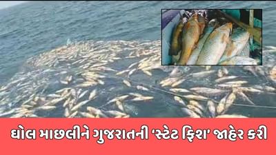 ઘોલ માછલીને ગુજરાતની ‘સ્ટેટ ફિશ’ જાહેર કરાઈ, એક માછલીની કિંમત છે 5 લાખ, જુઓ વીડિયો ઘોલ માછલીને ગુજરાતની ‘સ્ટેટ ફિશ’ જાહેર કરાઈ, એક માછલીની કિંમત છે 5 લાખ, જુઓ વીડિયો