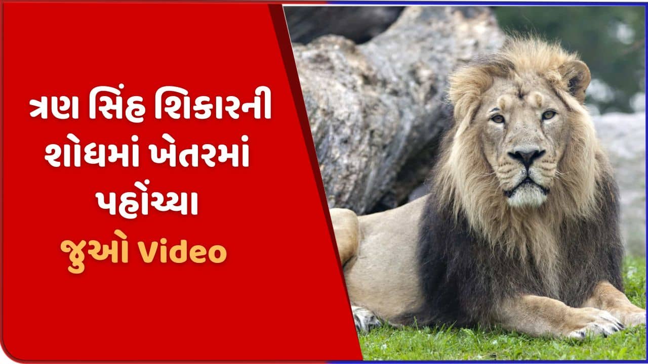 શિકારની શોધમાં ત્રણ સિંહ ખેતરમાં પહોંચ્યા, ગીર સોમનાથના સૂત્રાપાડાનો વીડિયો વાયરલ
