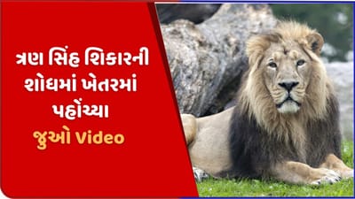 શિકારની શોધમાં ત્રણ સિંહ ખેતરમાં પહોંચ્યા, ગીર સોમનાથના સૂત્રાપાડાનો વીડિયો વાયરલ