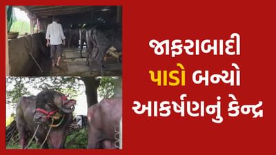 તાપીમાં જાફરાબાદી પાડો બન્યો આકર્ષણનું કેન્દ્ર, 1500 કિલો વજન, 11 ફૂટ લંબાઈ!