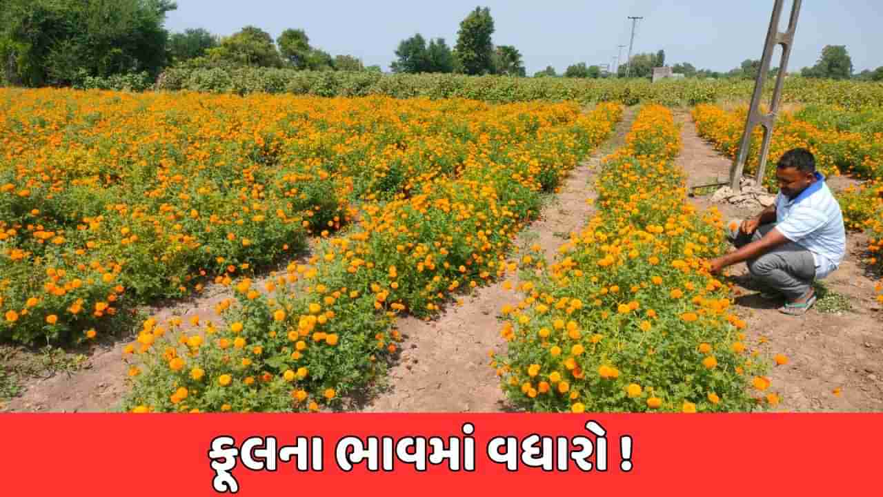 જામનગર સમાચાર : તહેવારોમાં ફૂલોના ભાવમાં ધરખમ વધારો ! માગ વધતા બમણો ભાવ થયો