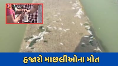 જામનગર વીડિયો : દરેડમાં રંગમતી નદીમાં હજારો માછલીઓના મોત, GPCBના અધિકારીઓ દ્વારા પાણીના નમૂના લેવાયા