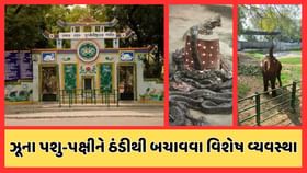 કાંકરિયા ઝૂના પશુ-પક્ષીઓને ઠંડીથી બચાવવા ખાસ વ્યવસ્થા કાંકરિયા ઝૂના પશુ-પક્ષીઓને ઠંડીથી બચાવવા ખાસ વ્યવસ્થા