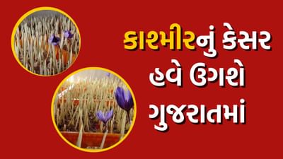 હવે કાશ્મીરનું કેસર ઉગશે ગોંડલમાં, વિજ્ઞાન અને ટેકનોલોજીની મદદથી યુવા ખેડૂતનો નવતર પ્રયોગ