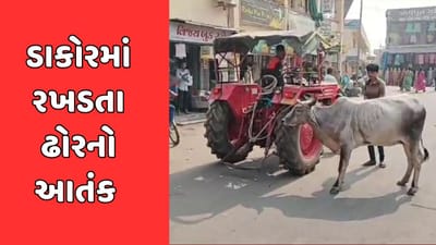 ખેડા : ડાકોરમાં રખડતા ઢોરનો આતંક યથાવત, ગાયે 15 જેટલા વ્યક્તિઓને લીધા અડફેટે