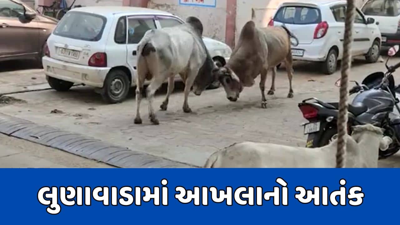મહીસાગર: લુણાવાડામાં આખલાનો આતંક યથાવત, નગરપાલિકા પાસે આખલા યુદ્ધથી સ્થાનિકોમાં ભય