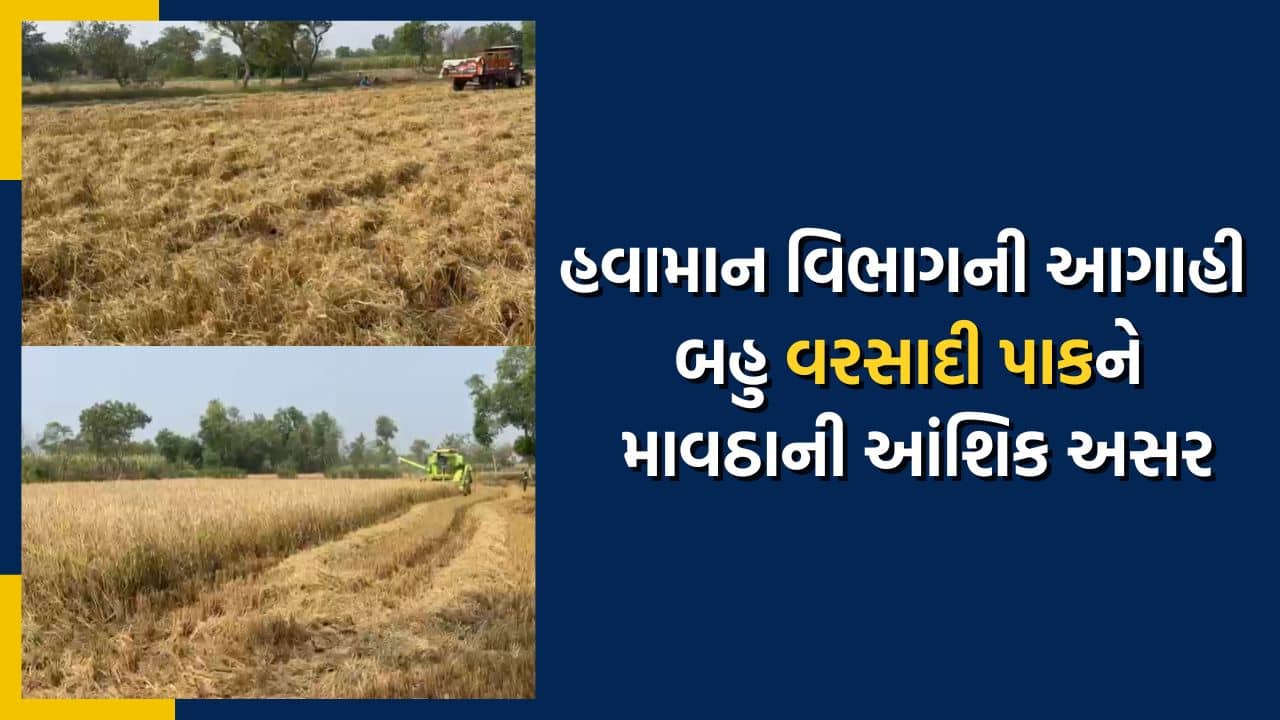 હવામાન વિભાગની માવઠાની આગાહી, શાકભાજી અને ફળ ઉત્પાદન પર અસર થવાની શક્યતા, જુઓ વીડિયો