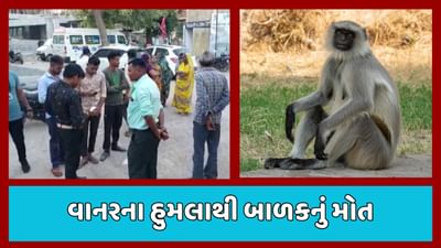 વાનરે બચકા ભરતા બાળકના પેટના આંતરડા બહાર આવી ગયા, સારવાર દરમિયાન મોત, જુઓ વીડિયો