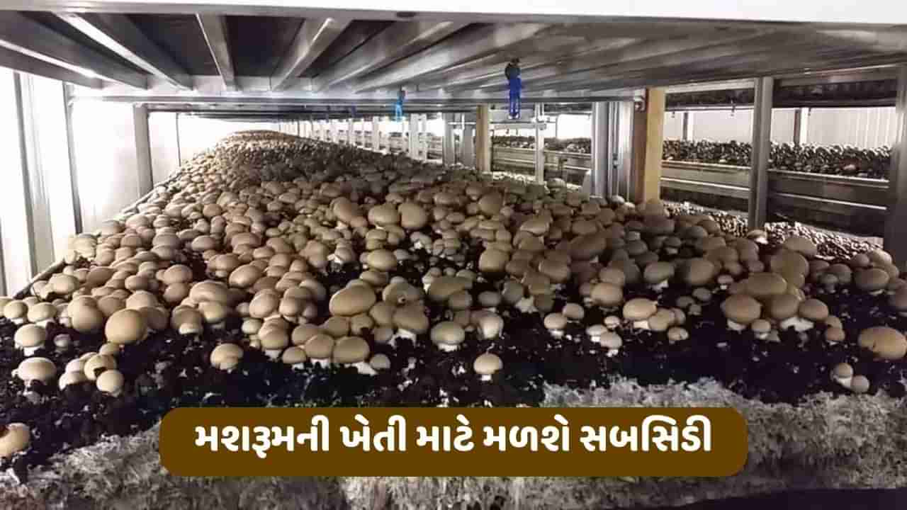 મશરૂમની ખેતી માટે મળશે સબસિડી, ખેડૂતોની આવકમાં થશે વધારો, જાણો યોજનાની તમામ વિગતો