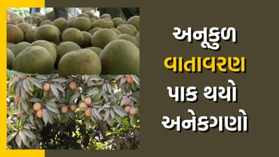 નવસારીમાં ચીકુ પકવતા ખેડૂતોમાં ખુશી, રોજ 30 લાખથી વધુની થઈ રહી છે આવક, જુઓ વીડિયો