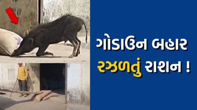 છોટાઉદેપુરના નસવાડીમાં પુરવઠા વિભાગના ગોડાઉનની બેદરકારી, ગોડાઉન બહાર રઝળતું રાશન, જુઓ વીડિયો