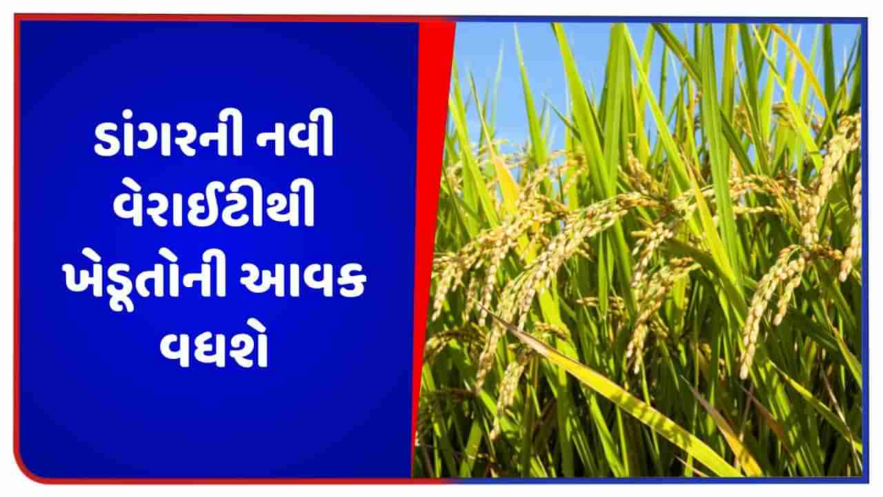 વૈજ્ઞાનિકોએ સંશોધન દ્વારા તૈયાર કરી તેલયુક્ત ડાંગરની નવી વેરાઈટી, ખેડૂતોની આવકમાં થશે વધારો