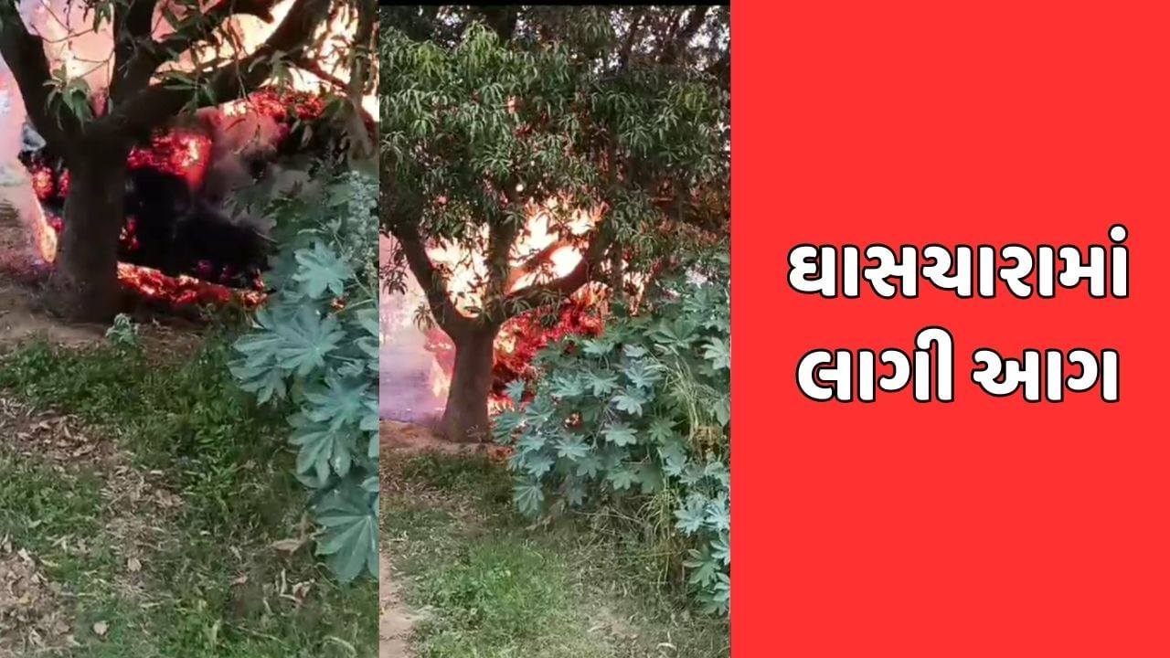 પાટણ: ખારેડા ગામે વીજળી પડતાં ઘાસચારામાં લાગી આગ, જુઓ વીડિયો