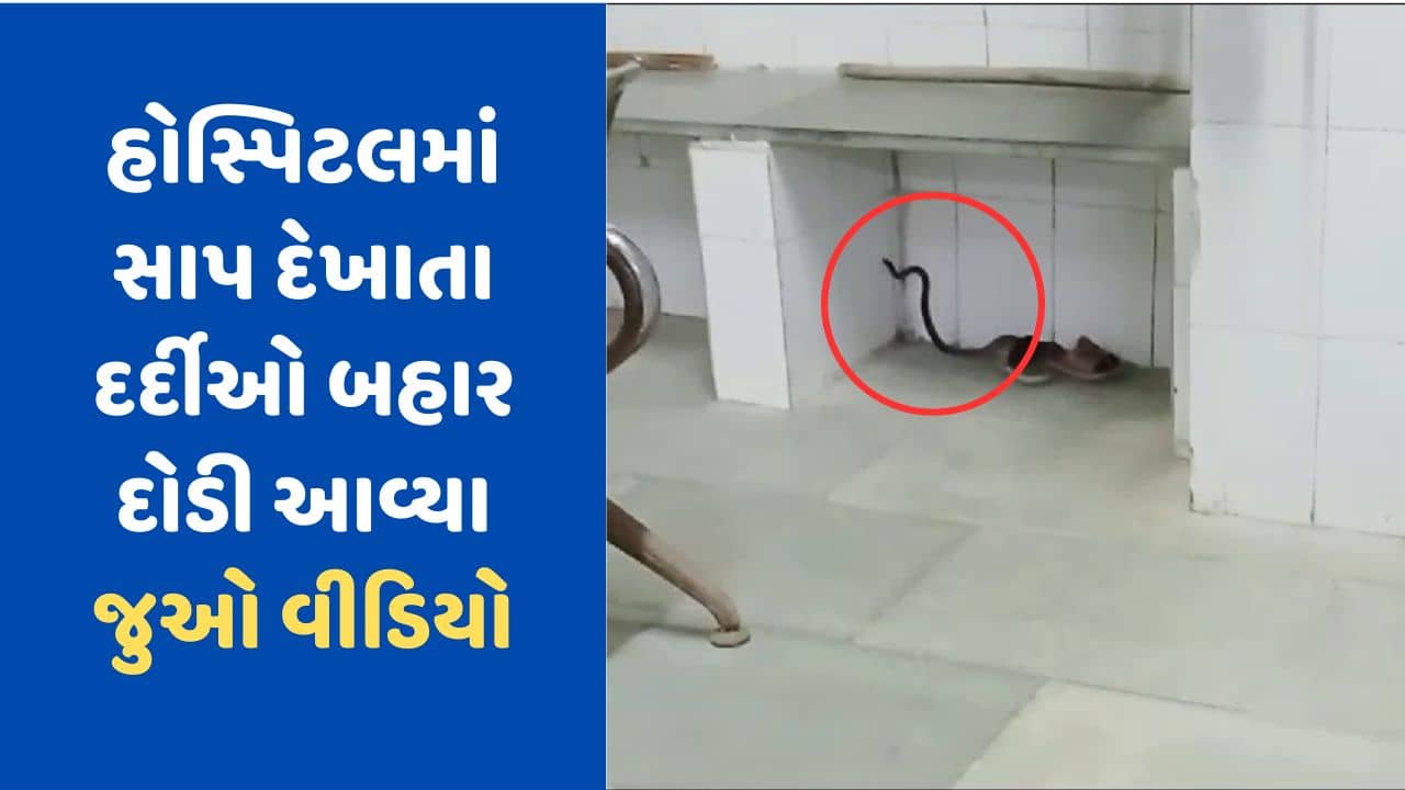 વીડિયો: પાટડીની સરકારી હોસ્પિટલના વોર્ડમાં સાપ દેખાતા દર્દીઓમાં ફફડાટ